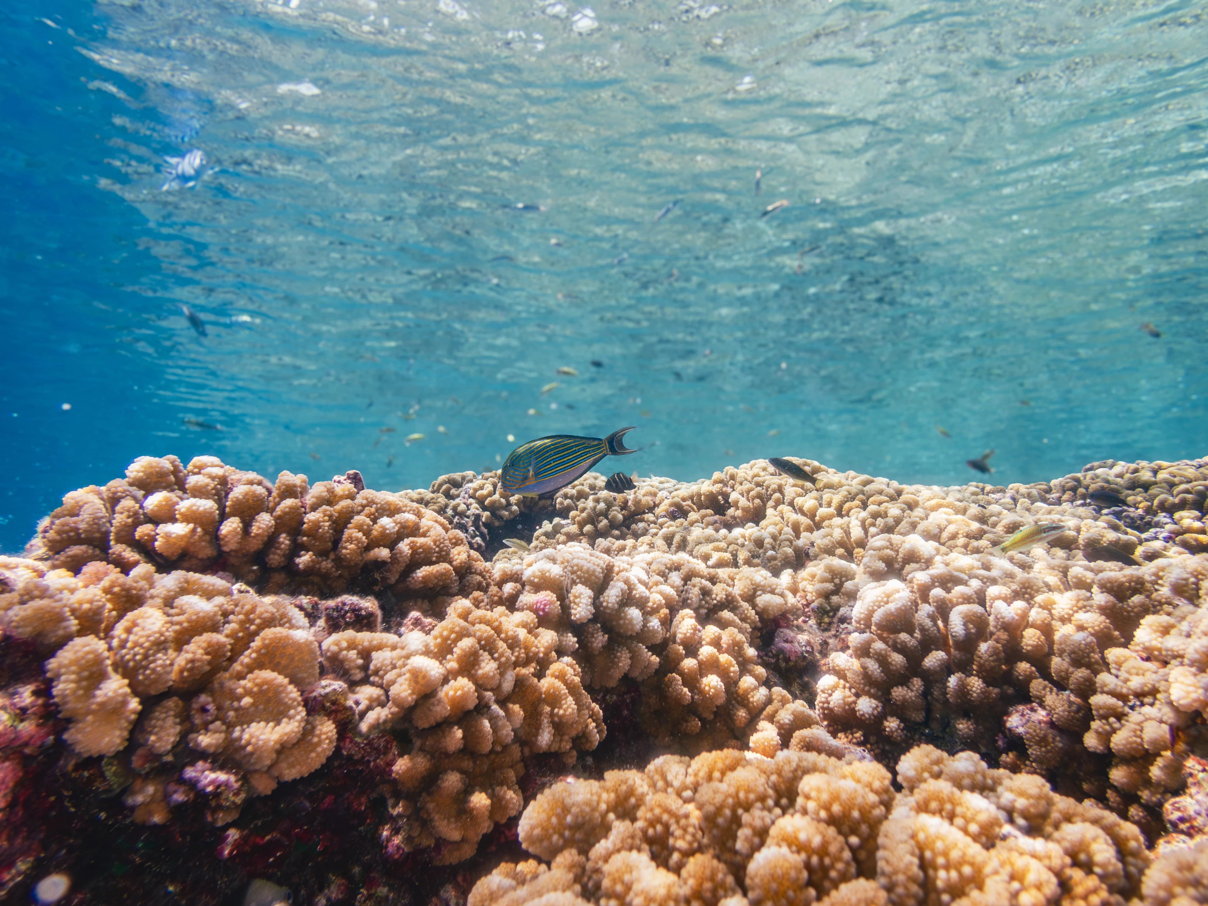 Bright coral in shallow water