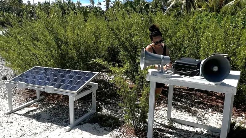 A fieldworker tending solar-powered speakers for seabird restoration on Tetiaroa