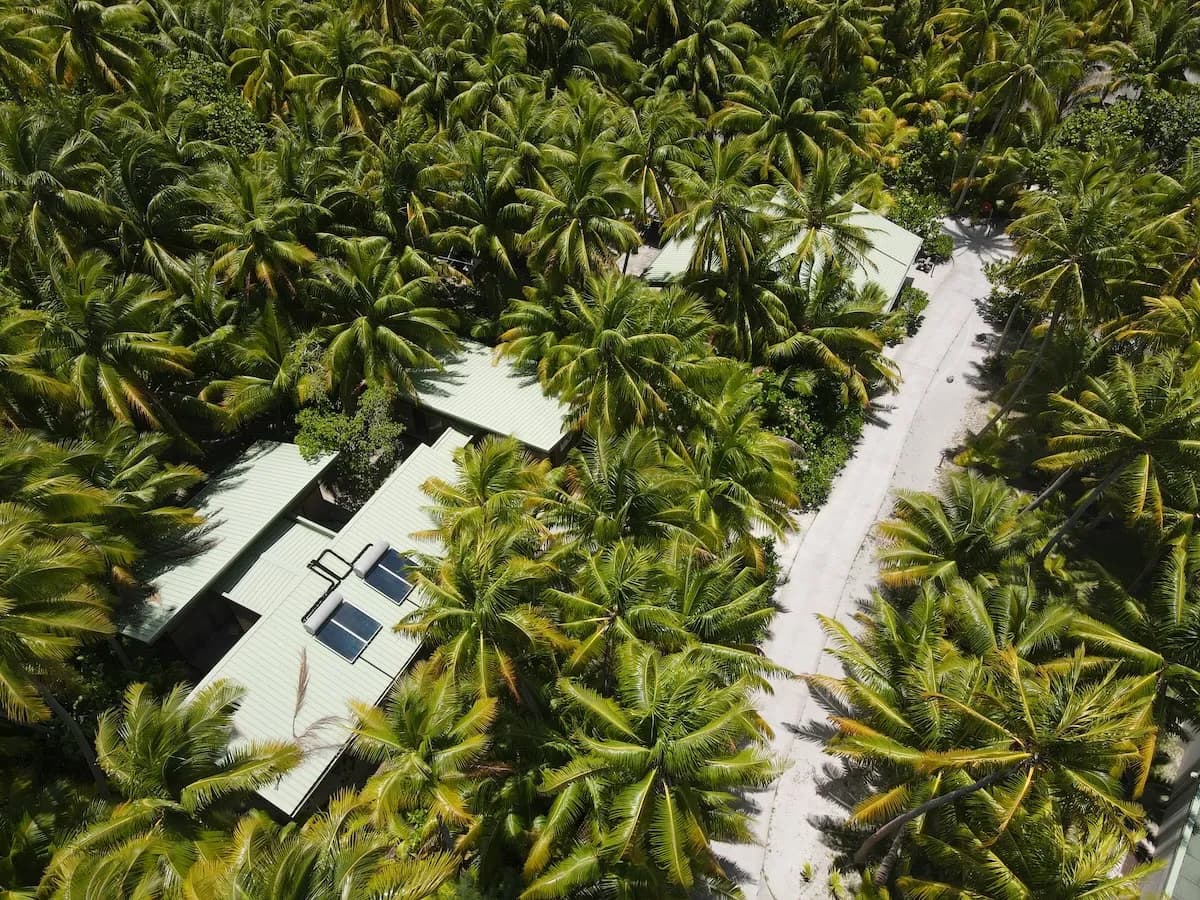 The Bailey Field Station seen from the air, set among the palms on Motu Onetahi