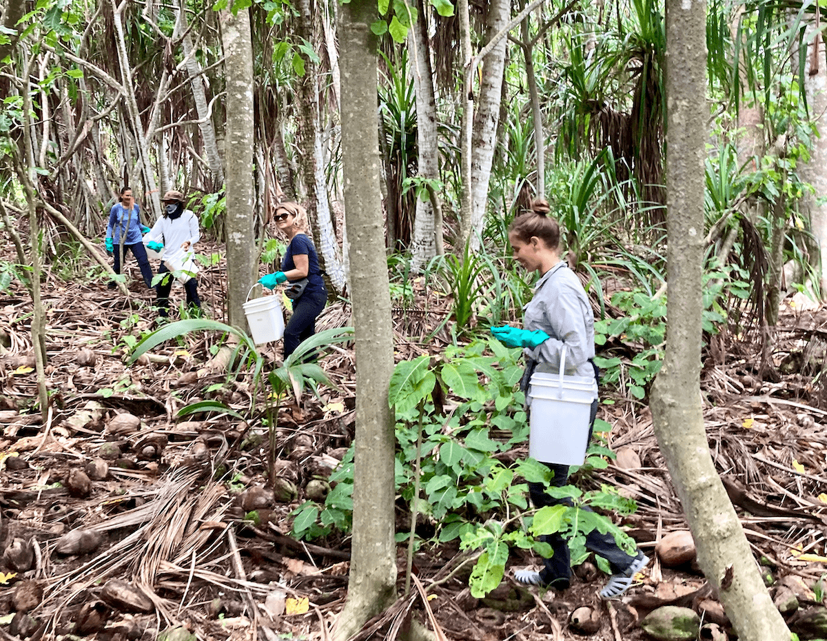 A team carrying bait buckets through the forest to treat yellow crazy ants