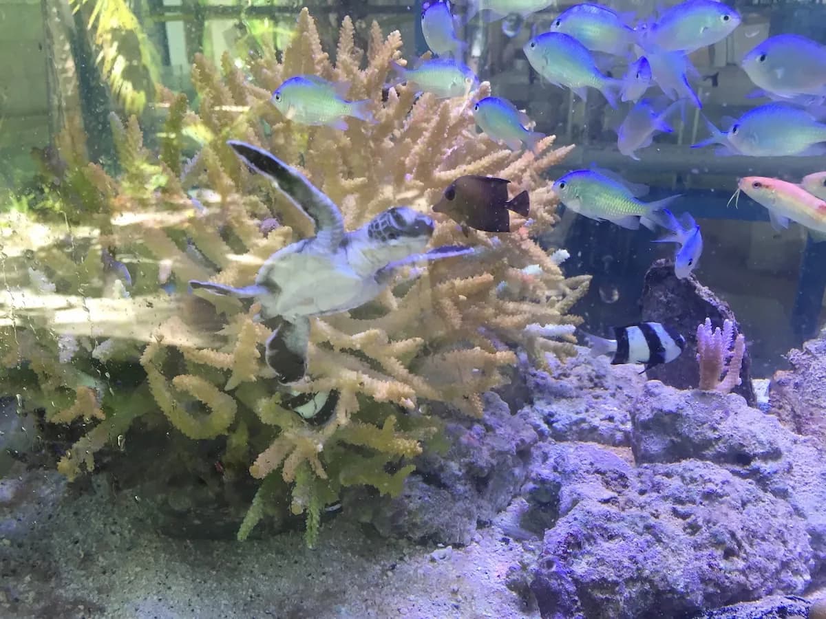A juvenile green turtle swimming among staghorn coral in a laboratory tank