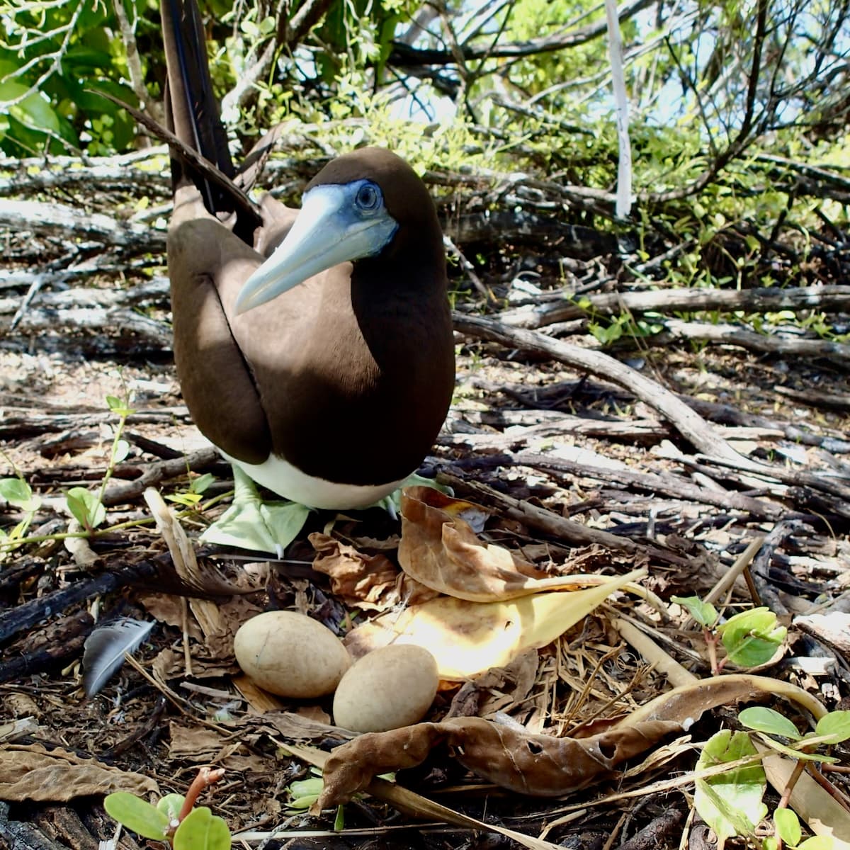 A brown booby standing over two eggs in a nest on the open ground