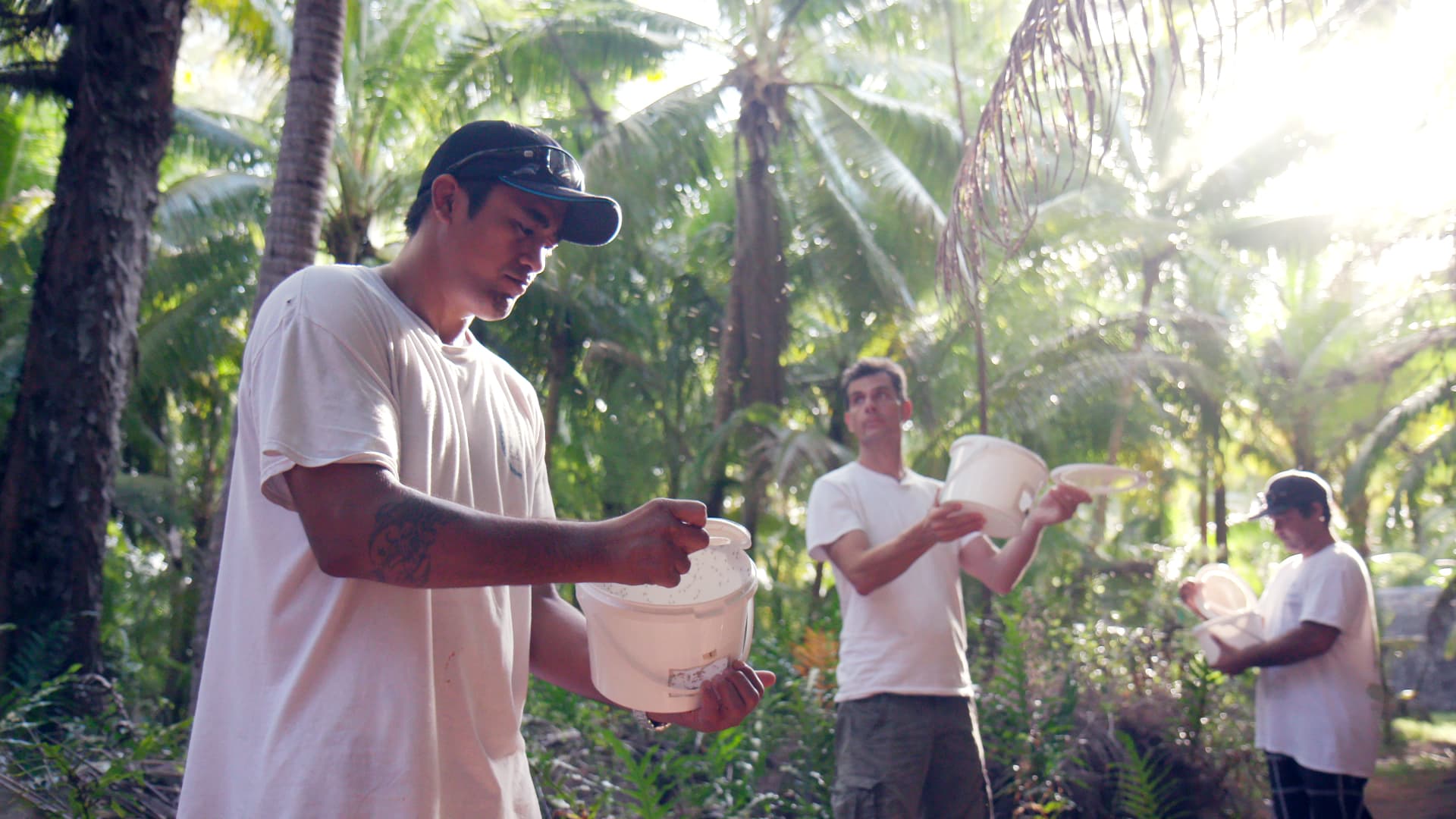 Three people releasing sterile male mosquitoes from buckets in the island forest