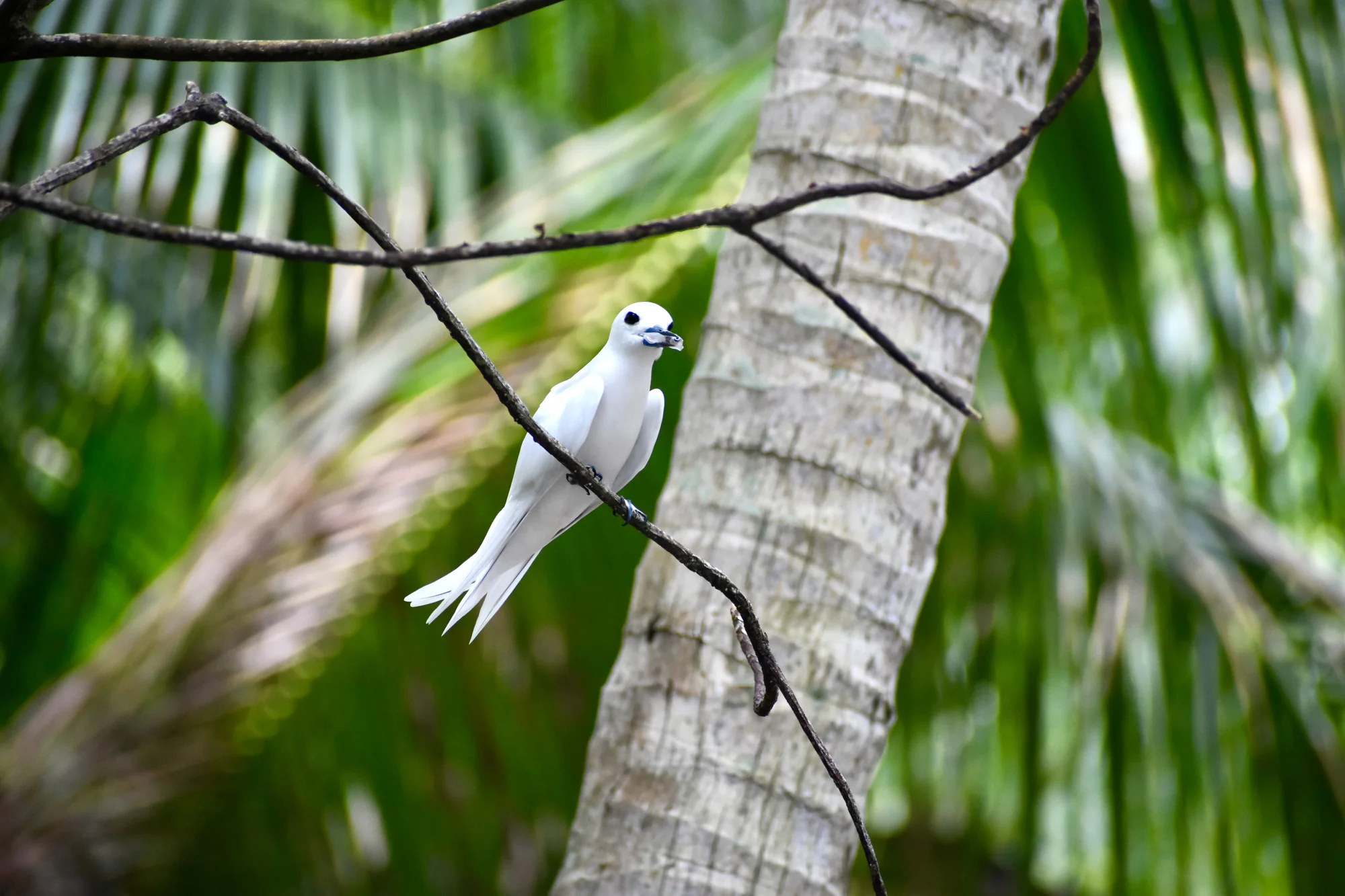 A white tern perched on a branch among palm trees on Tetiaroa