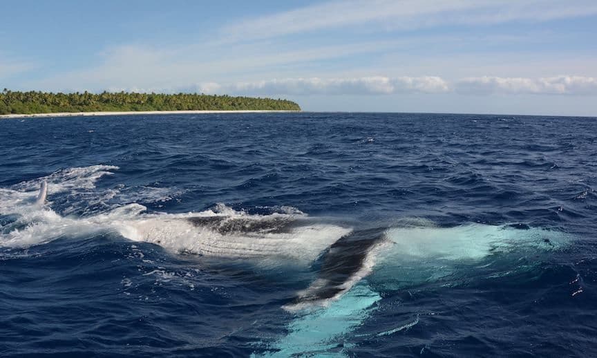 In Tetiaroa the humpback whales are observed outside and around our reef.