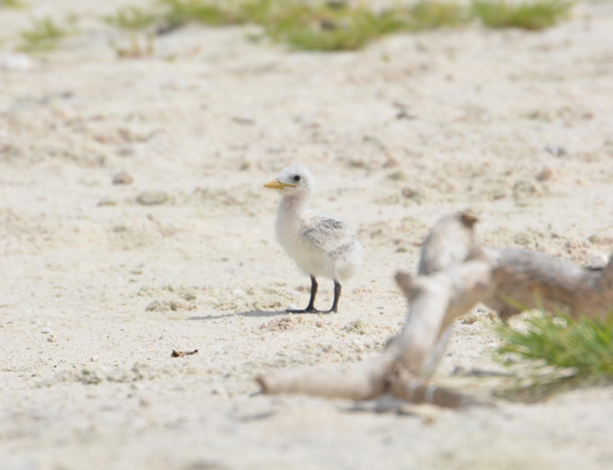 Juvenile Great crested tern