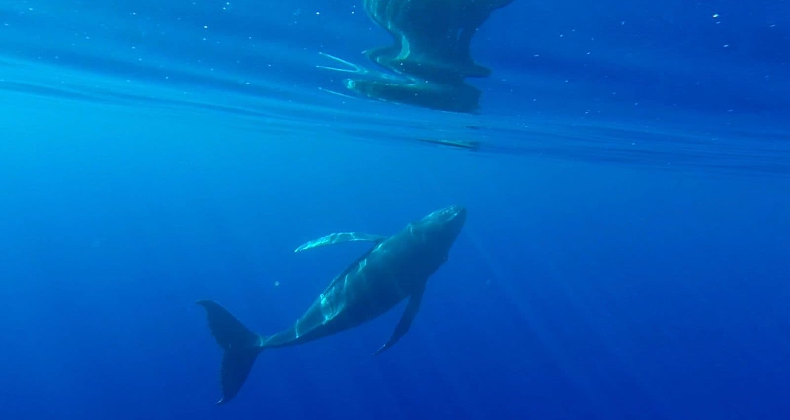 young humpback whale