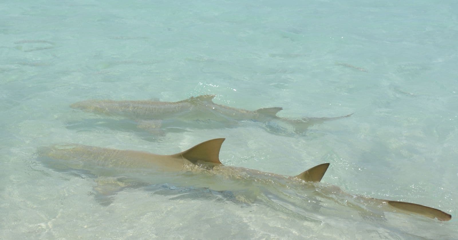 lemon sharks are easily recognized by their 2 dorsal fins