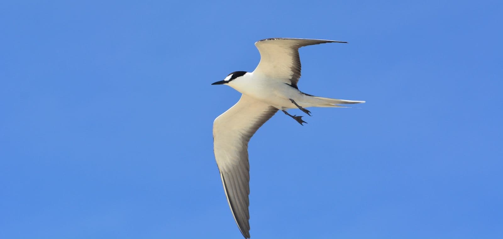kaveka