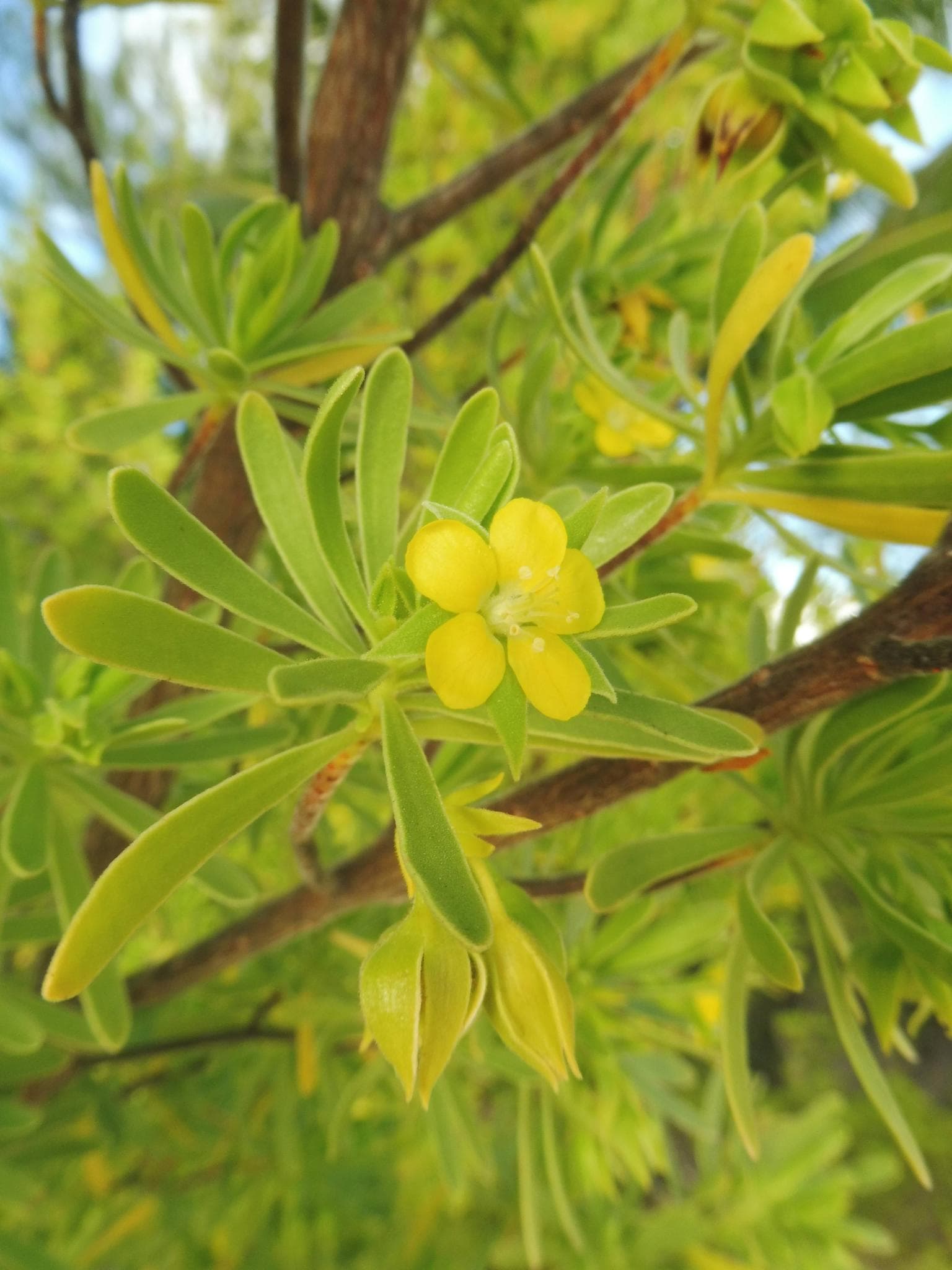 Surinam marítima flower on Onetahi