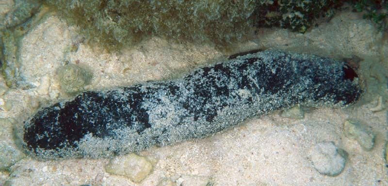 The sea cucumber is present in lagoons on sandy floors.