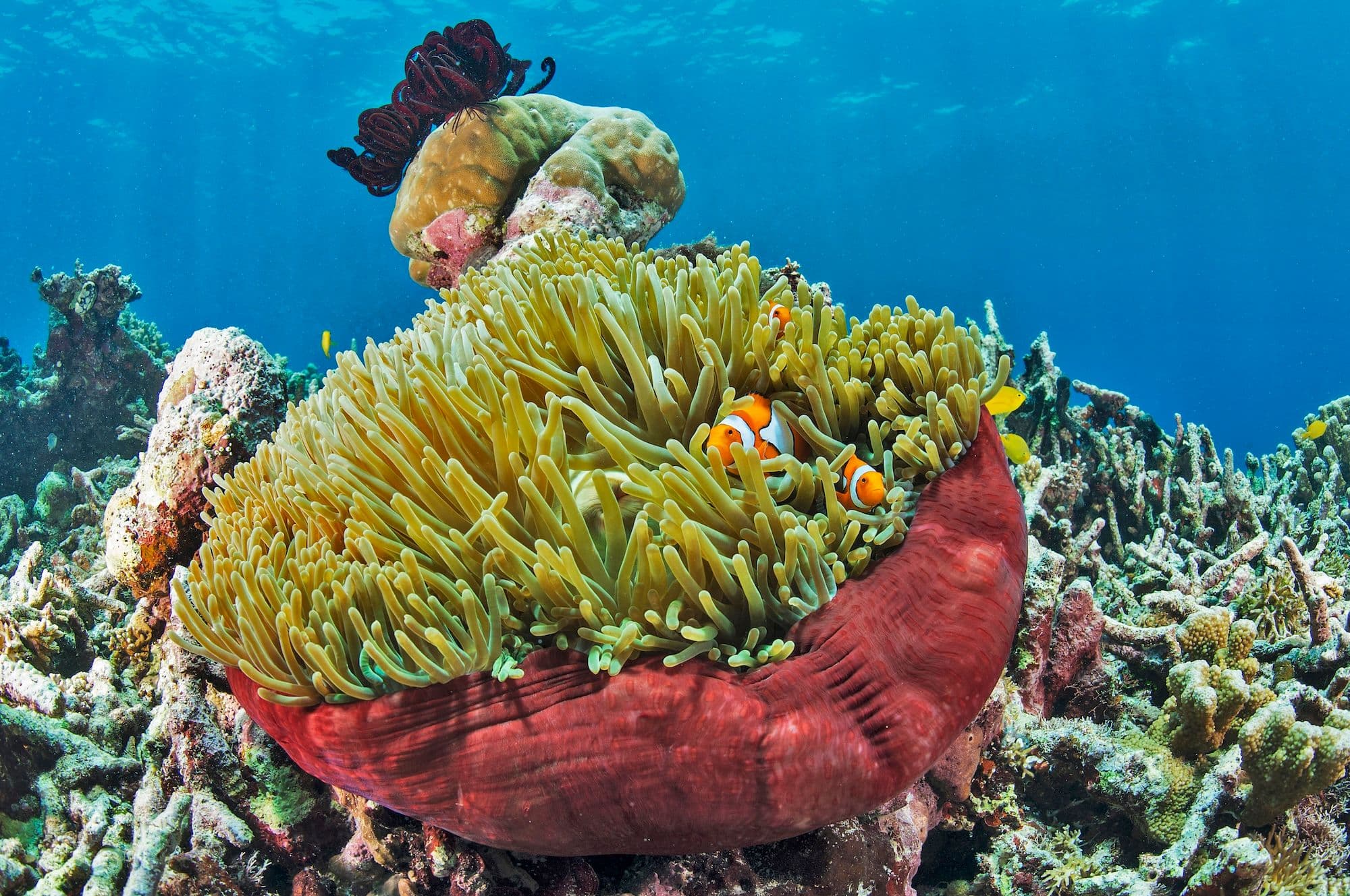 We can find the clownfish in the lagoon as well as the external slope and passes.