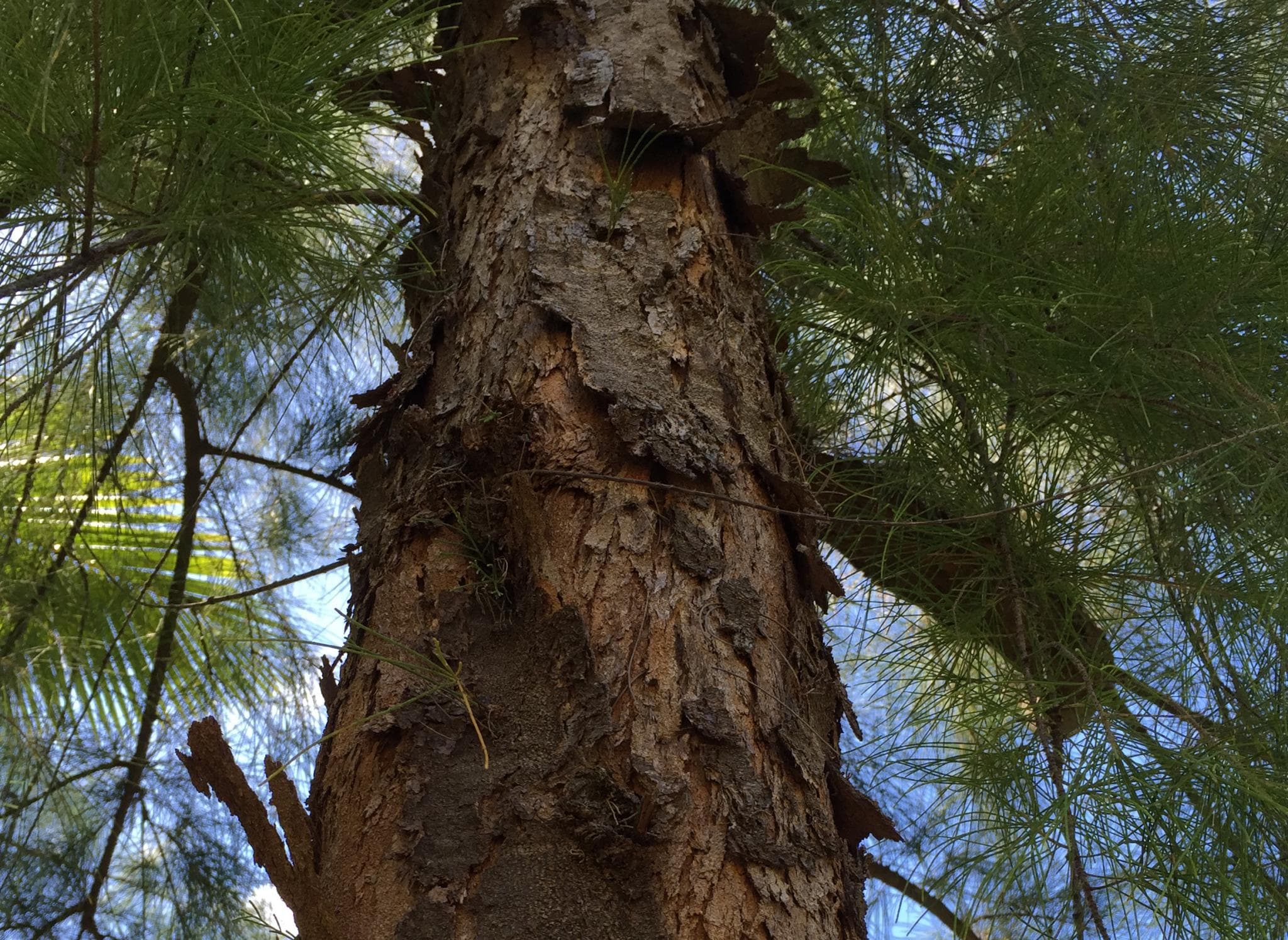 Pacific ironwood grows to over 30 meters