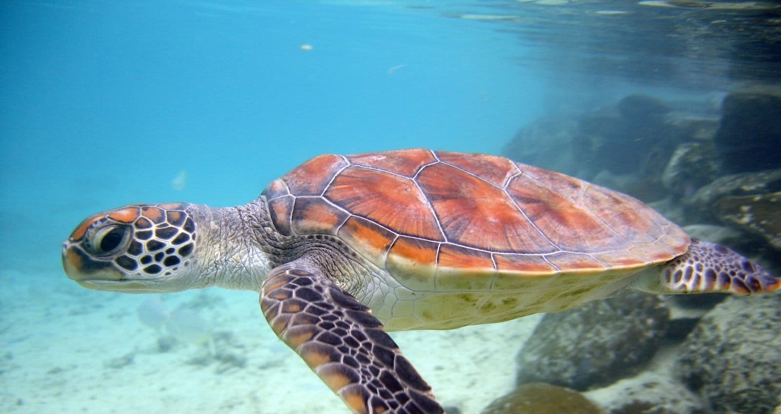 Honu in the lagoon