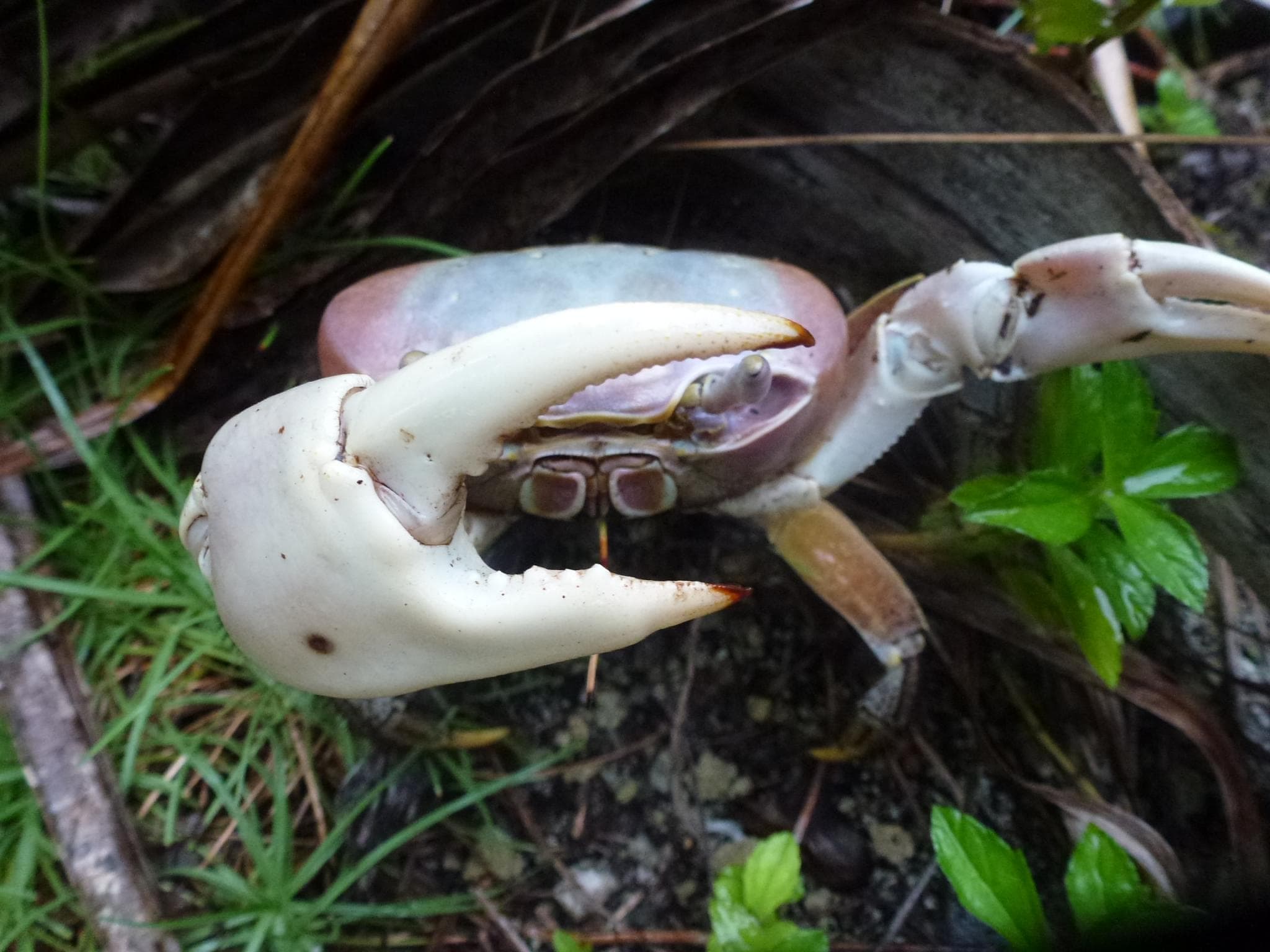 The larger claw in the male is to impress females and to fight other males.