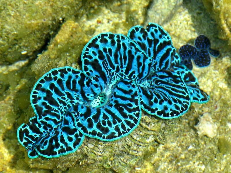clam