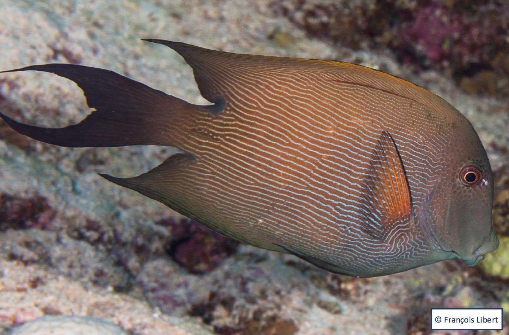 Striated surgeonfish