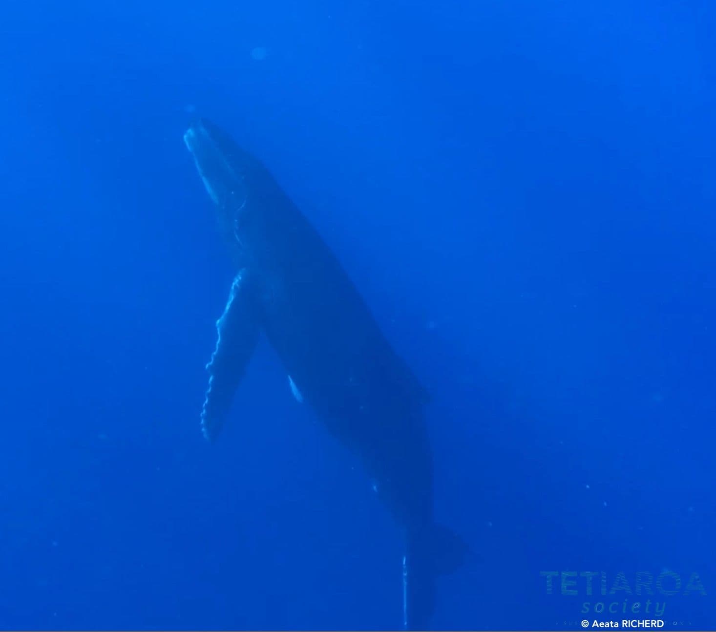 young humpback whale heading for the surface