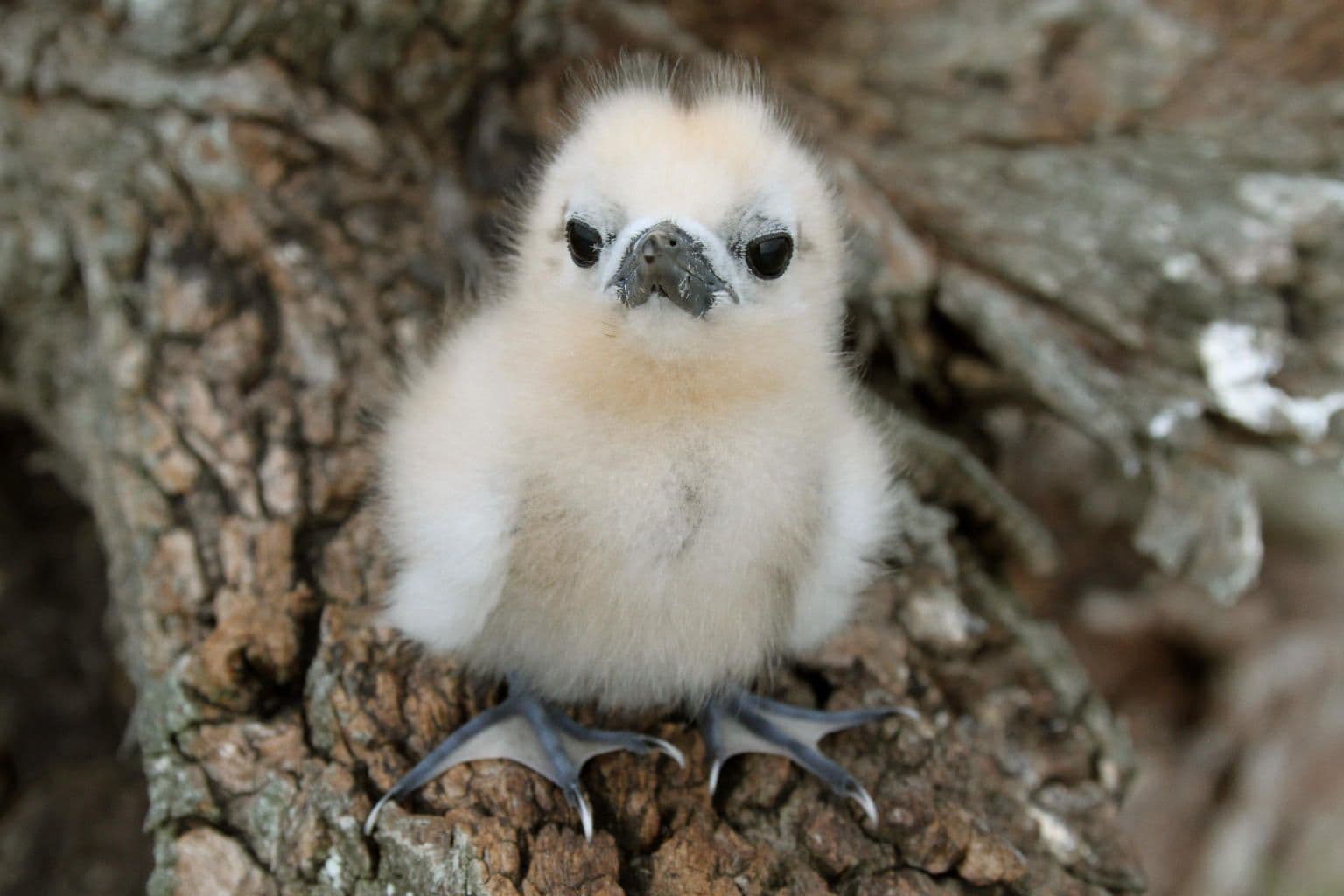Itata’e chick