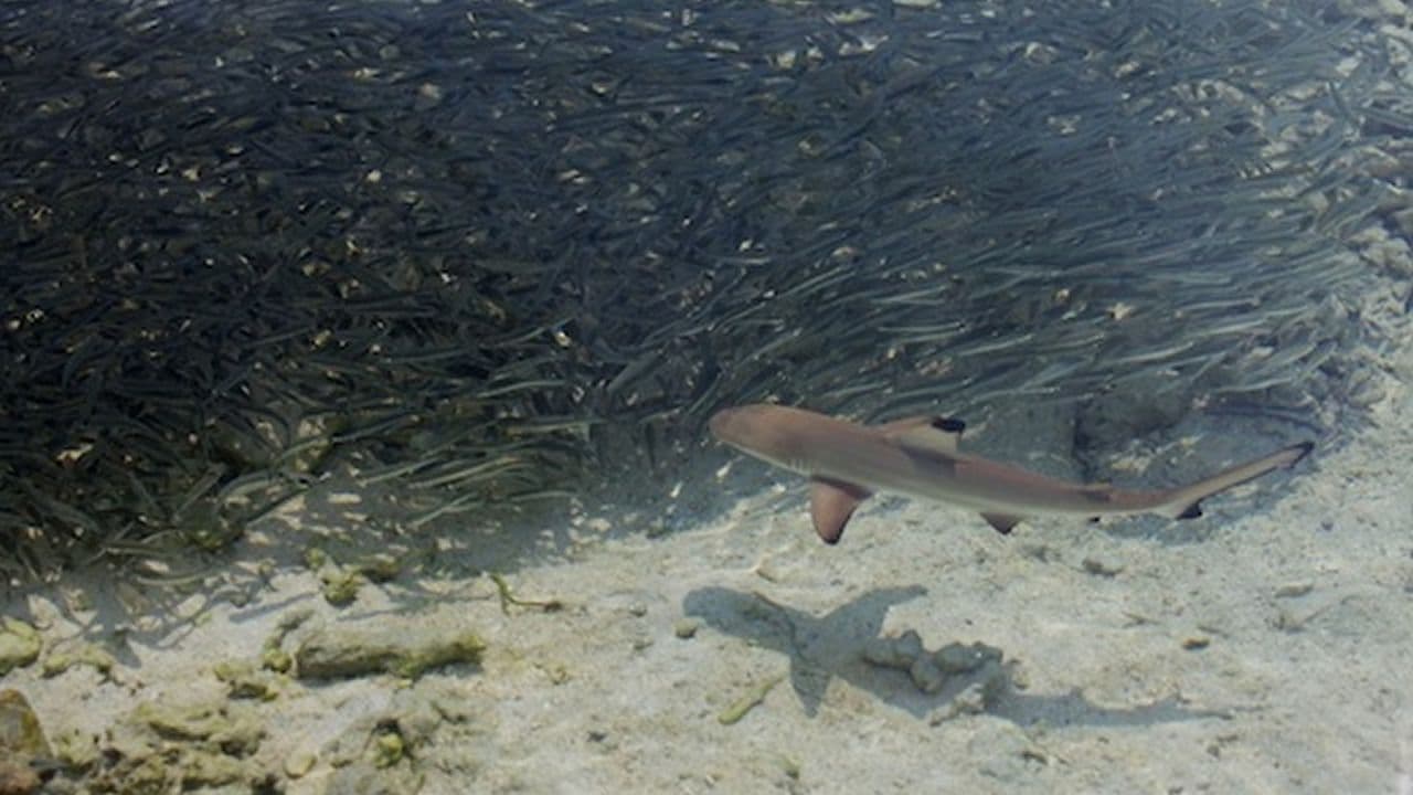young blacktip hunting