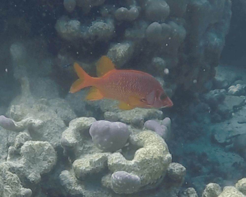 Apai stay near their coral caves