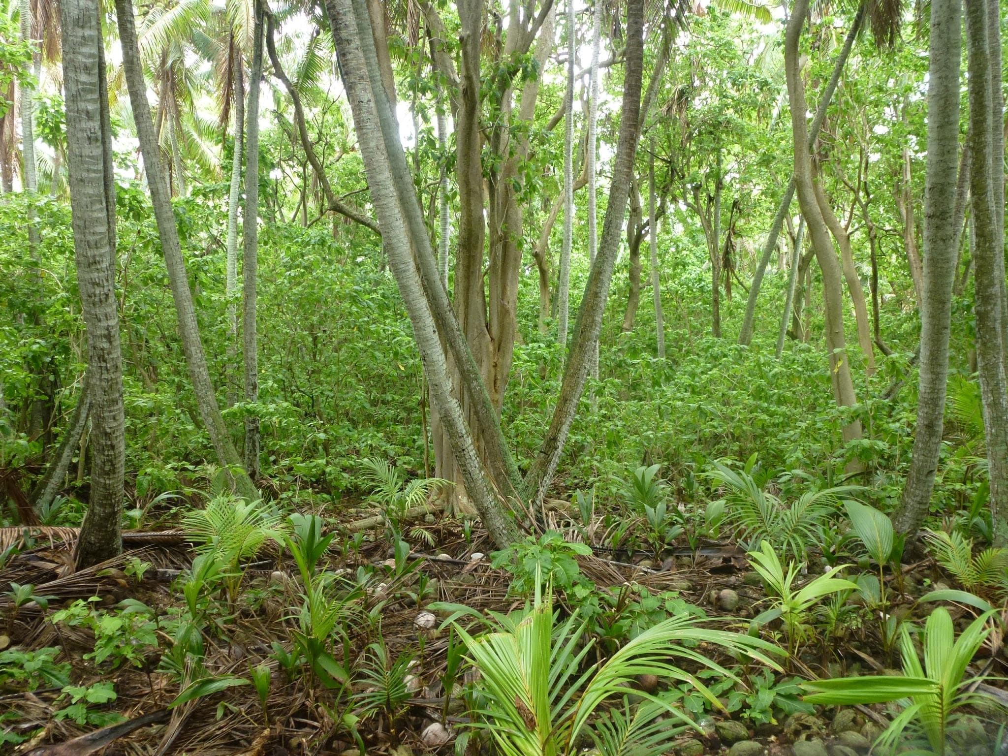 Understory regeneration in a Cabbage Tree (Pisonia) forest