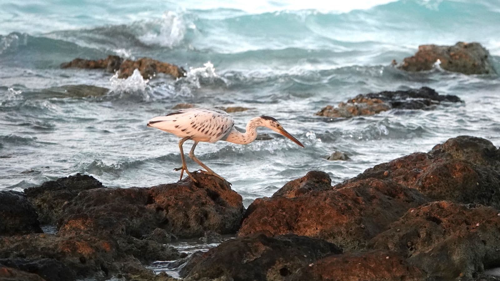 Pacific reef egret on Tetiaroa Atoll