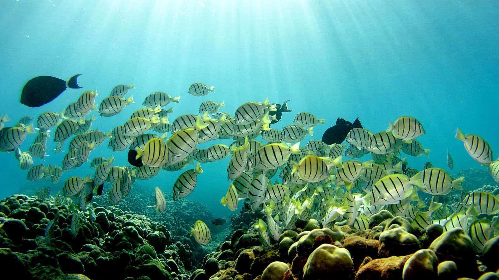 manini