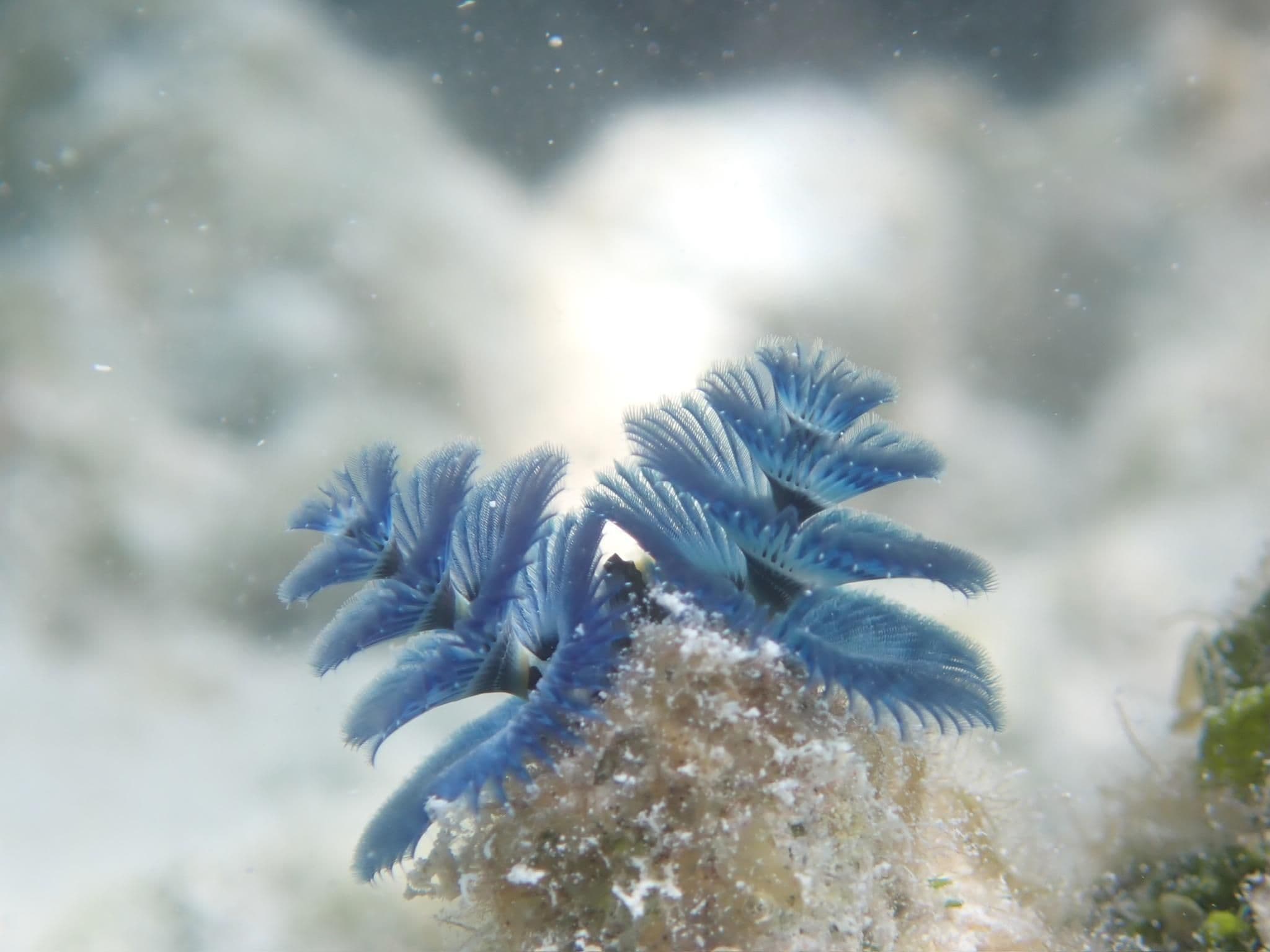 Each worm has two brightly colored crowns that protrude from its tube-like body.