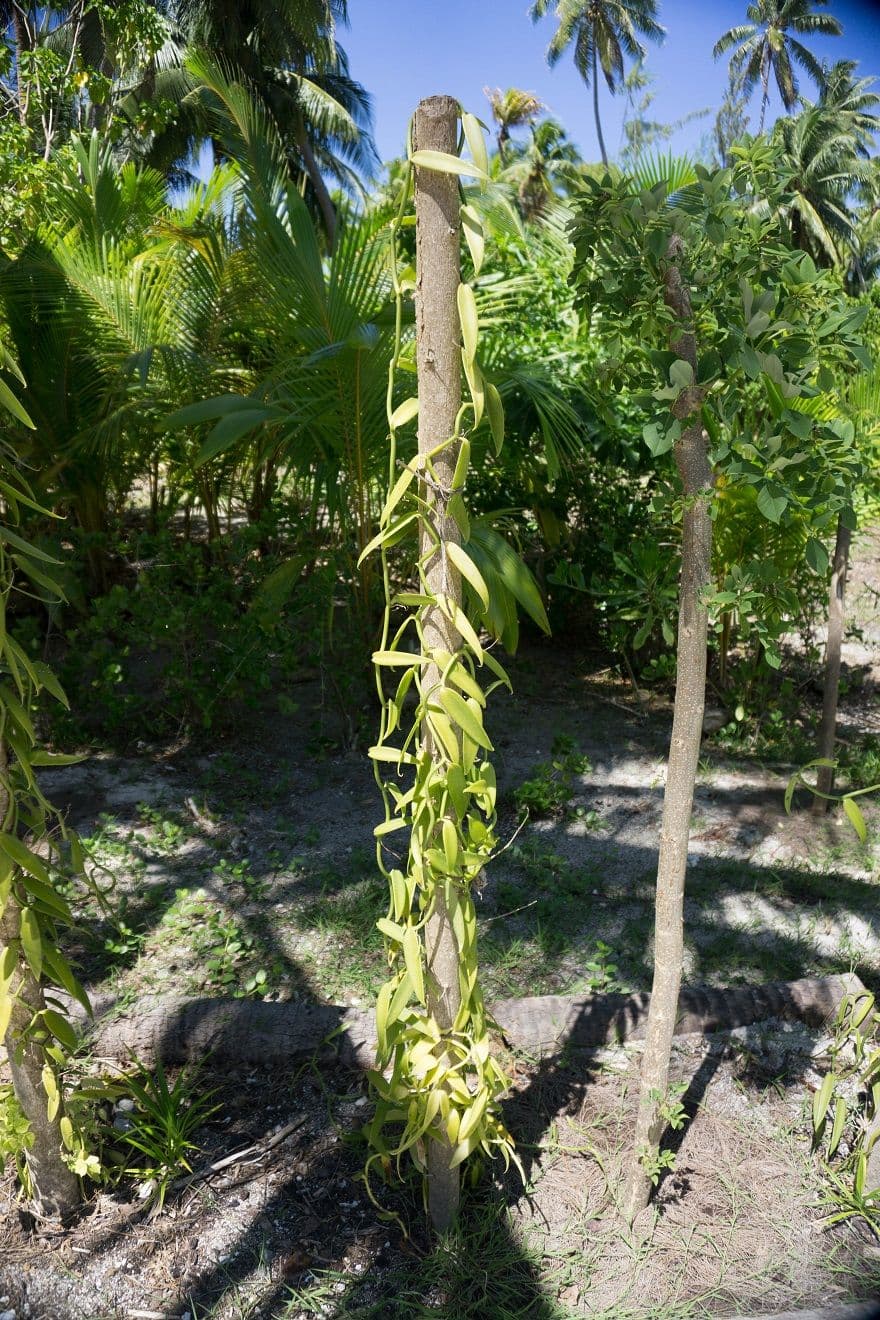 Tahitian vanilla has to be picked when mature unlike other species which are harvested when still green.