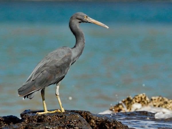 grey reef egret