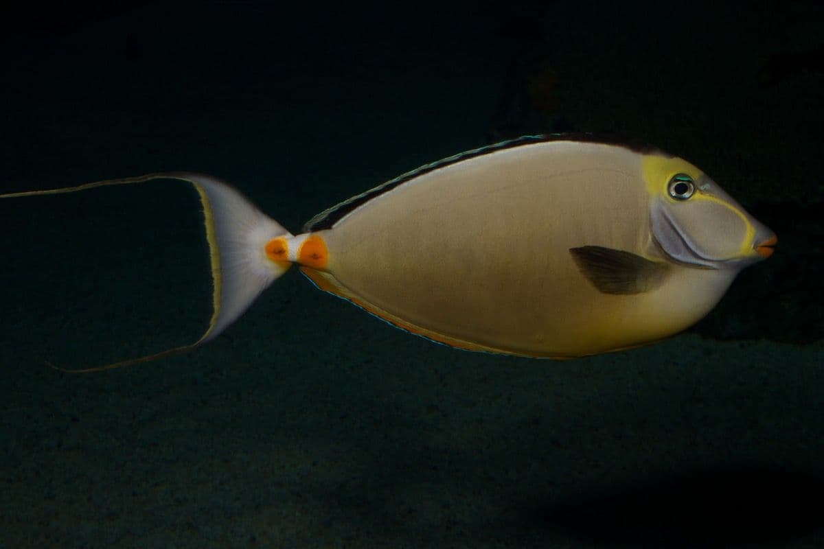 It eats leafy algae and at night it takes refuge in the substrate.