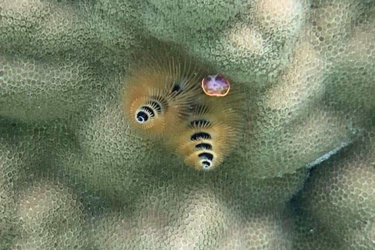 The radioles are appendages that are used for respiration and to catch dinner