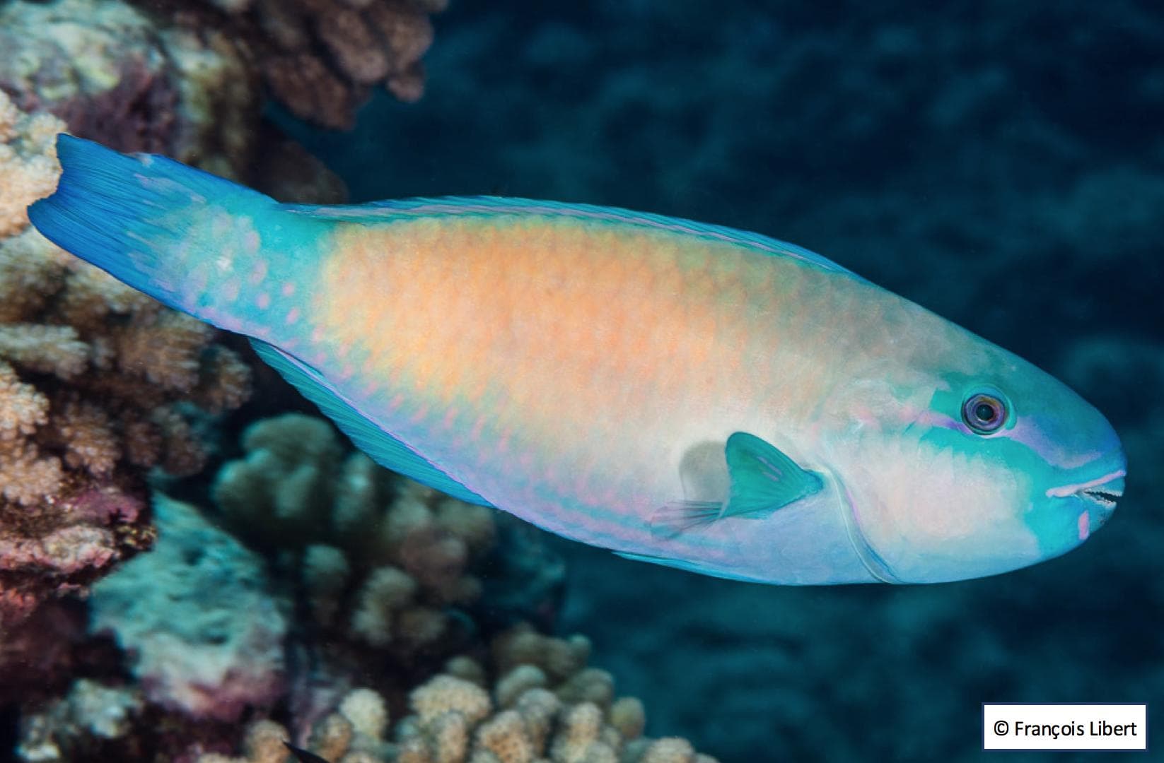 Terminal phase (male) yellow variant