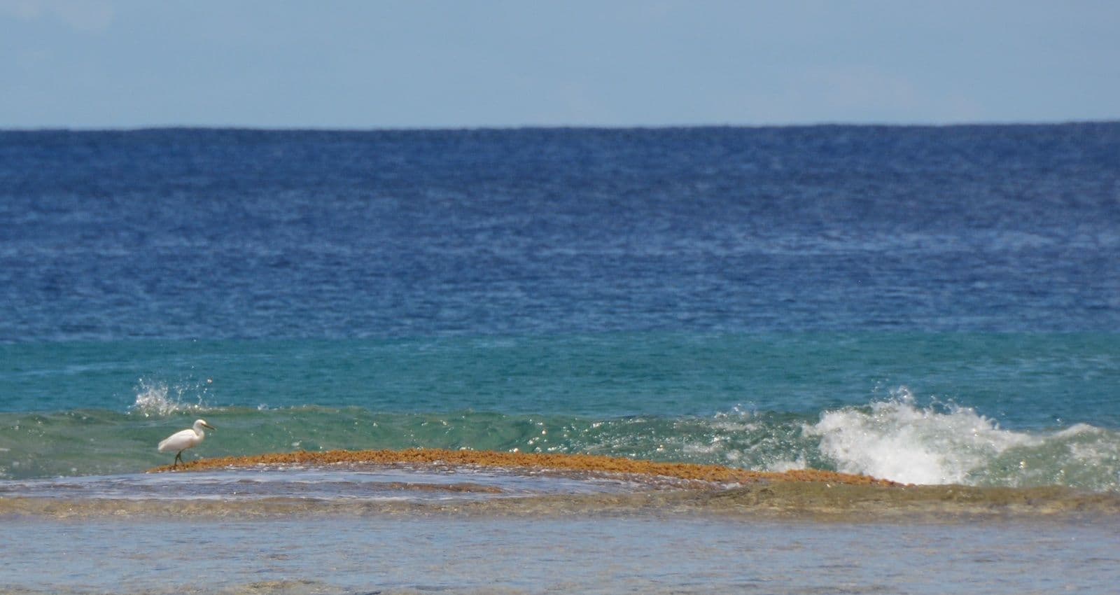 heron on the reef