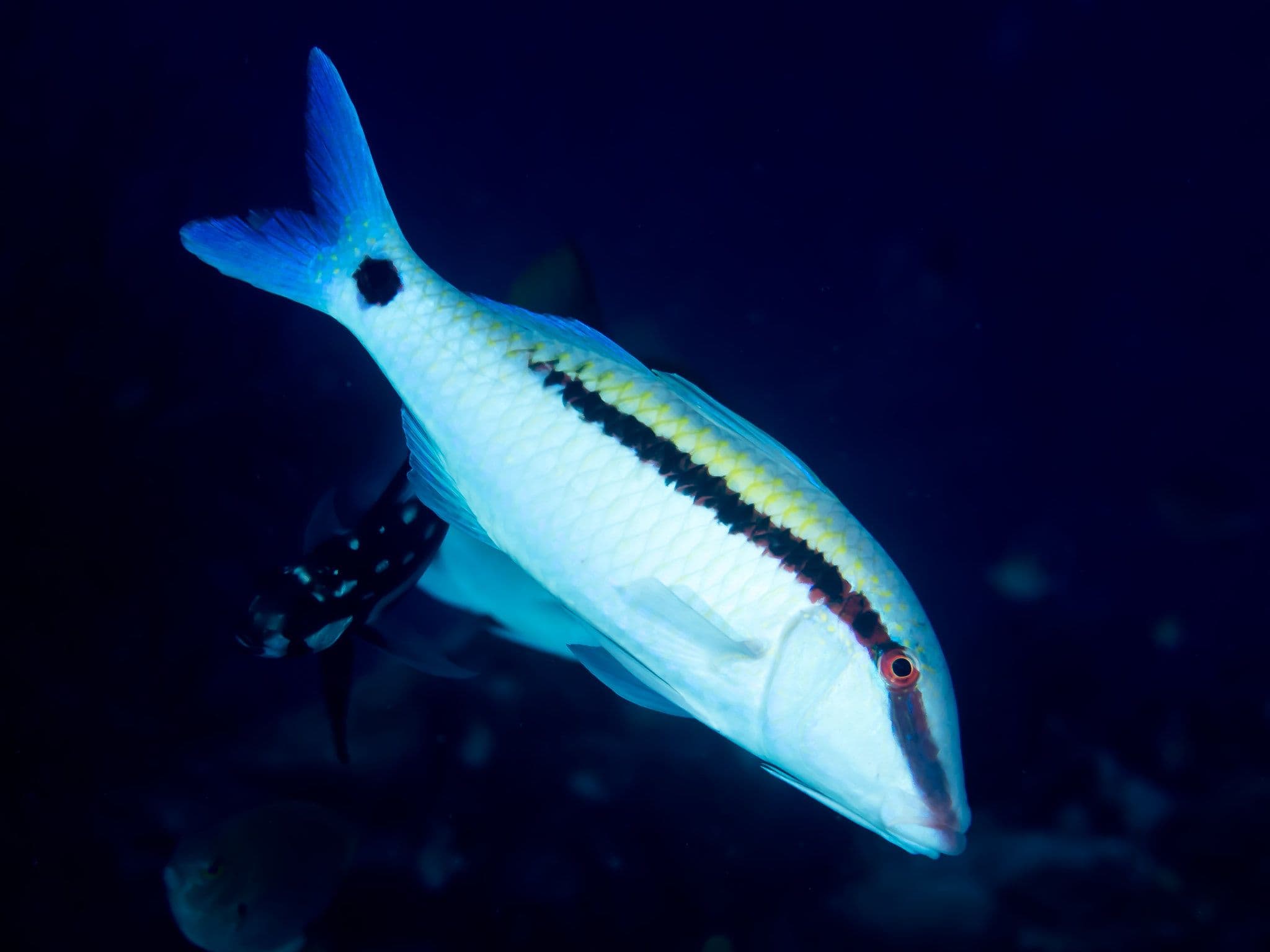 This is the largest goatfish.