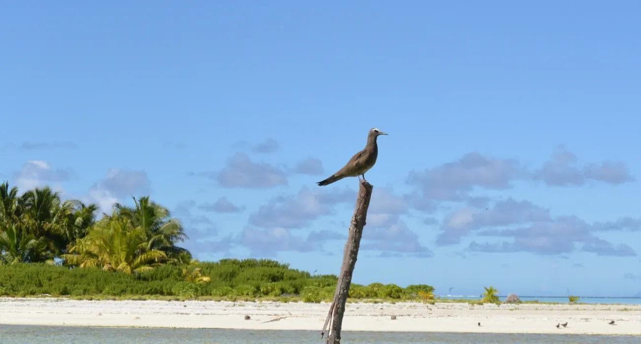 Bird on a Stick