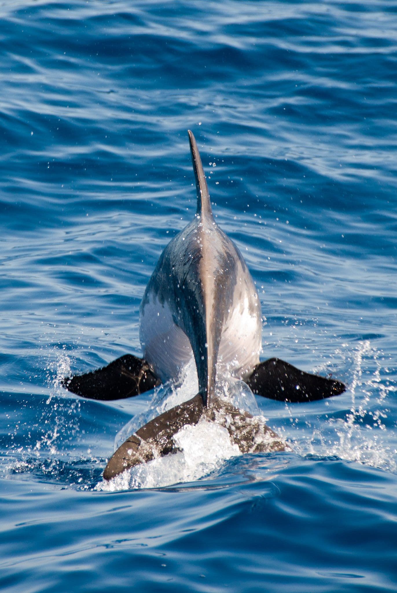 Like many other dolphins, it’s a social animal, commonly moving in groups of 10 to 50 individuals.