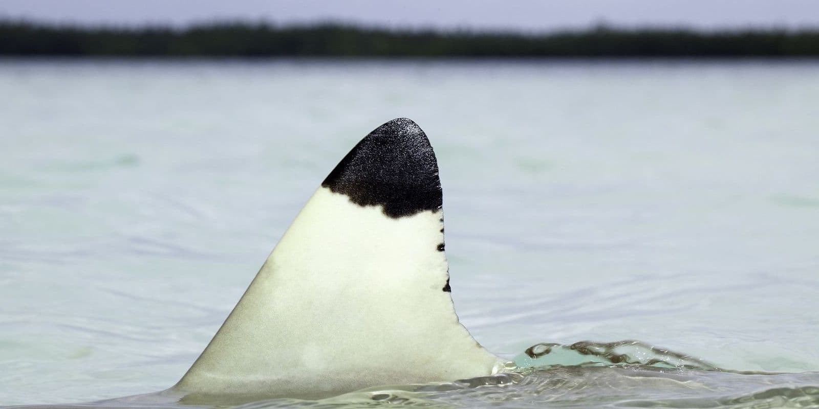 blacktip fin