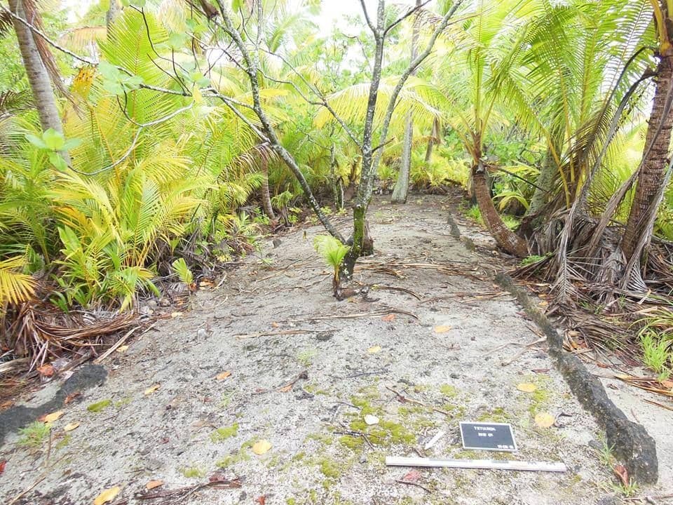 The remains of a dancing platform on Rimatu'u