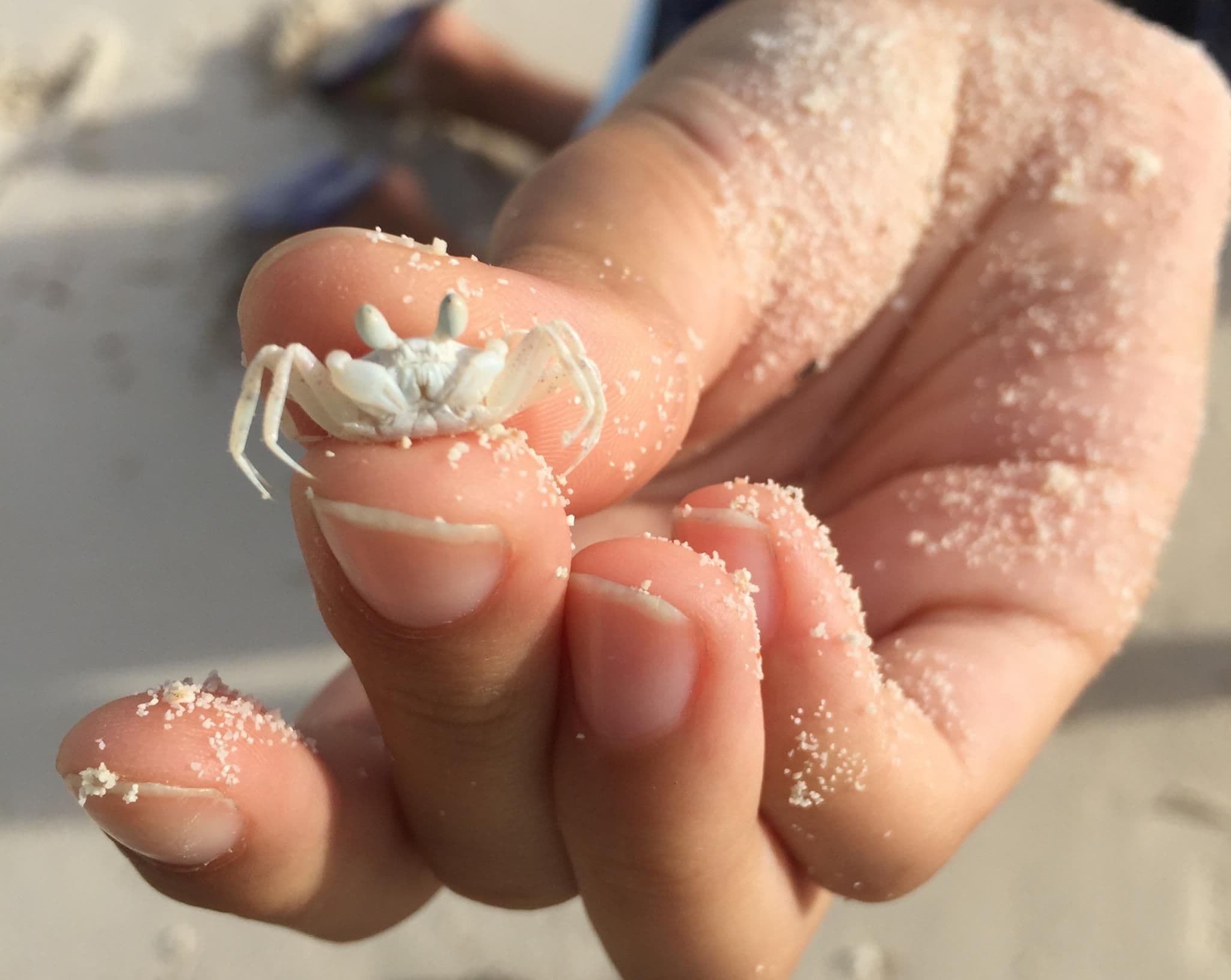 It gets its name from the horn like eyes that protrude up from its body and its sandy color that makes it blend into the background when it stands still.