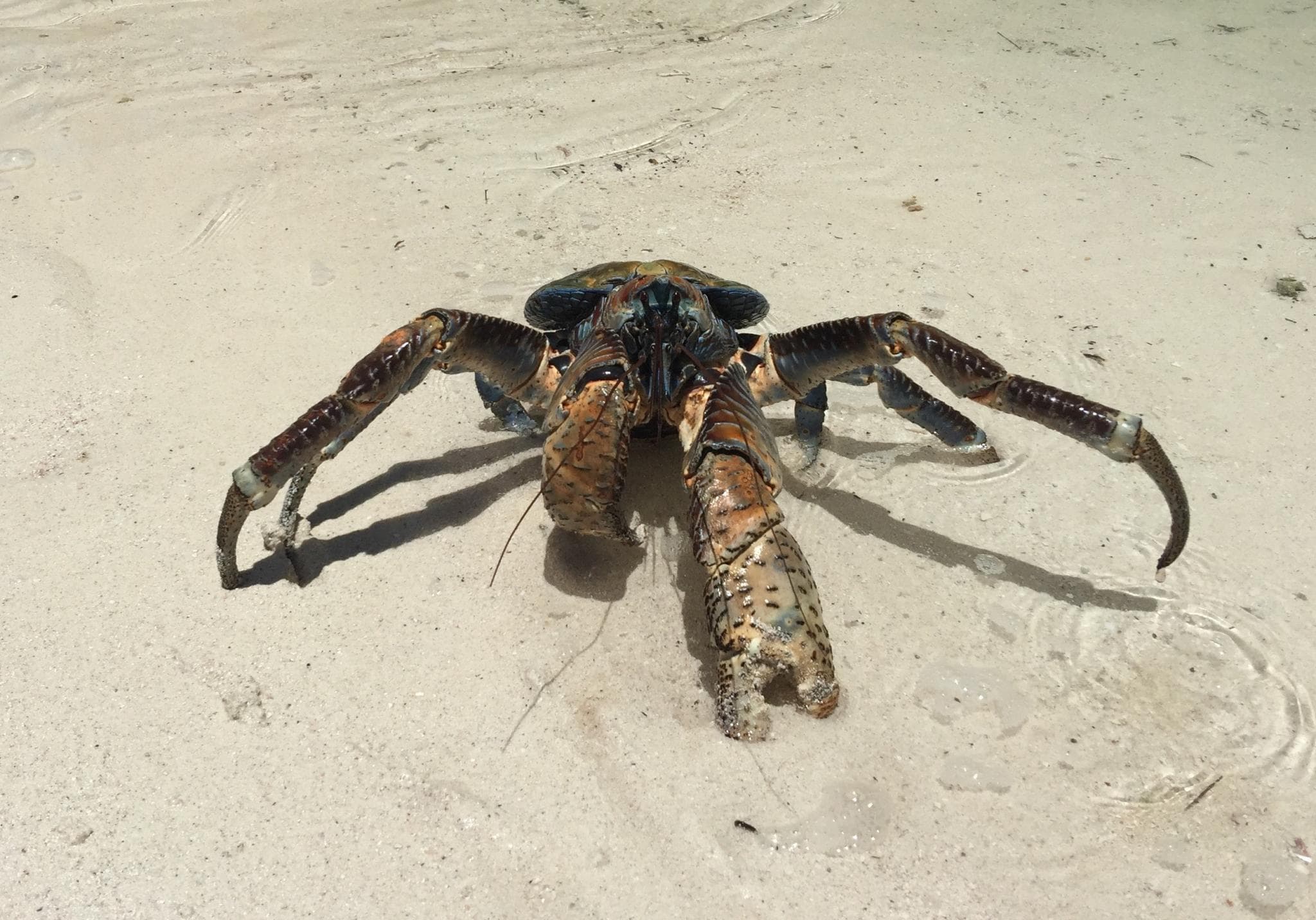 one of the biggest coconut crabs we've ever met...