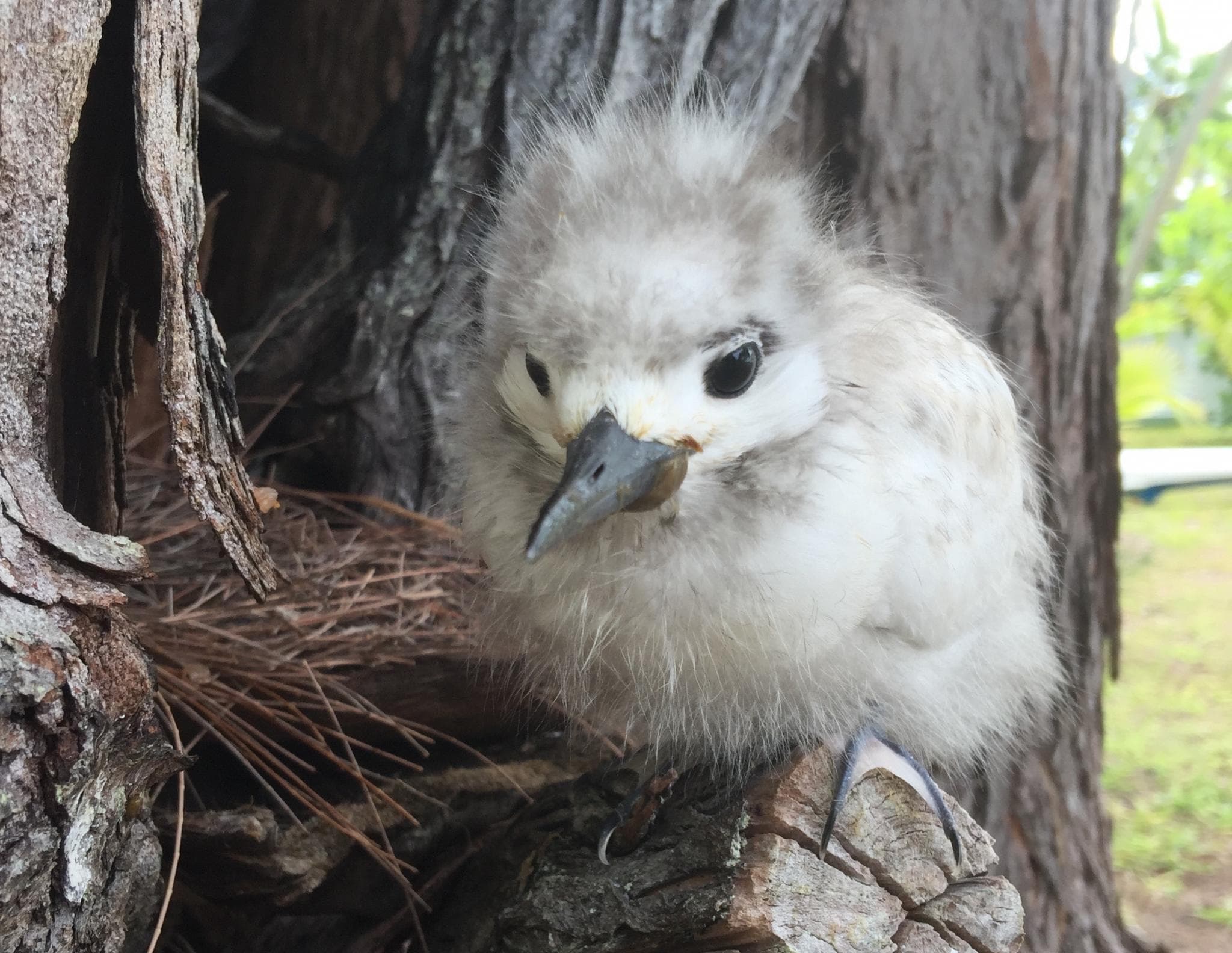 chick