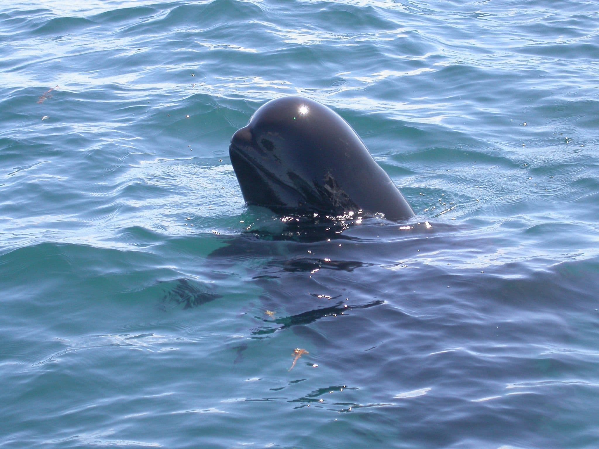 Short-finned pilot whales have a bulbous melon head with no discernable beak