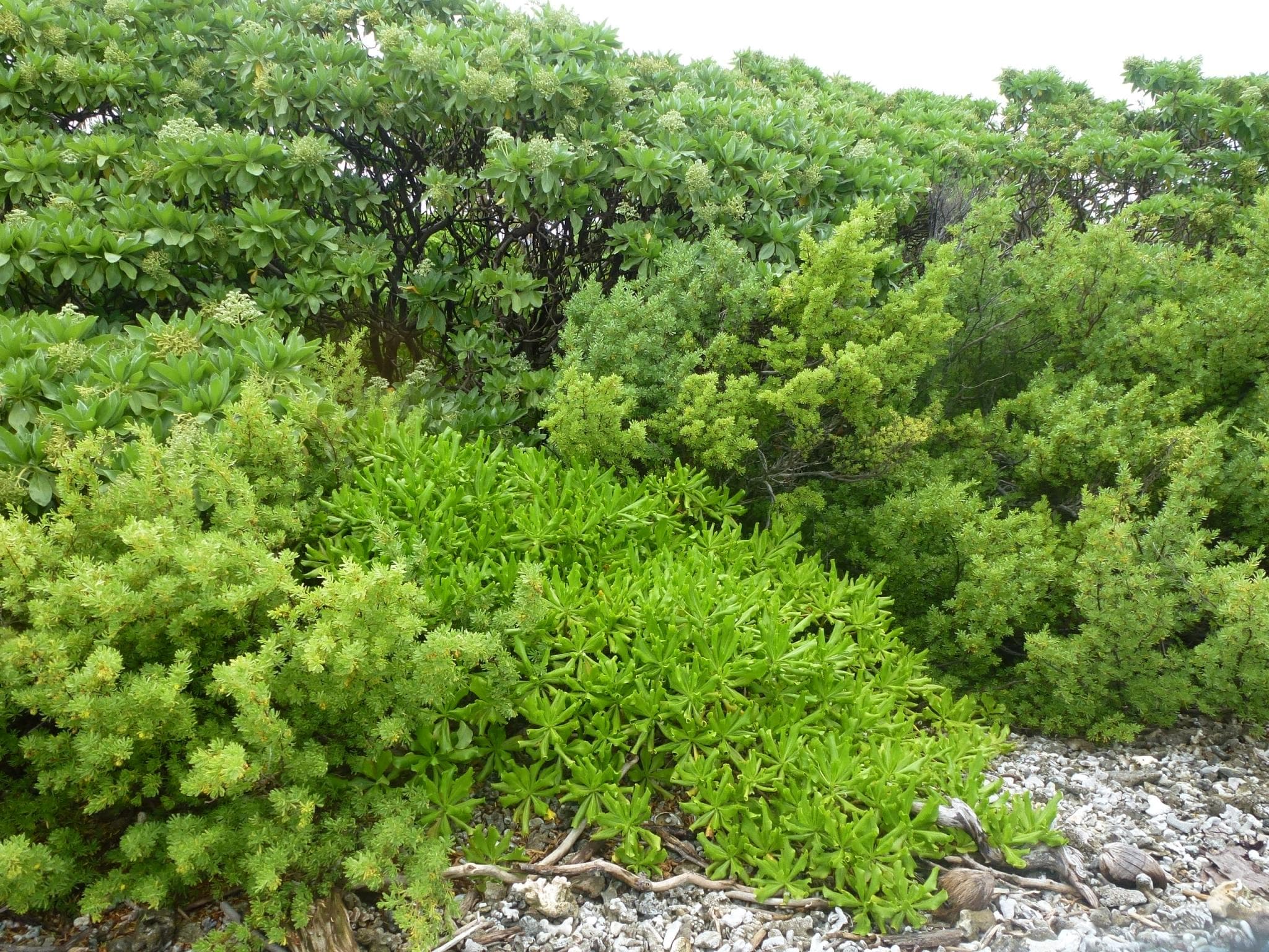 Growing along the shore of Motu Reiono