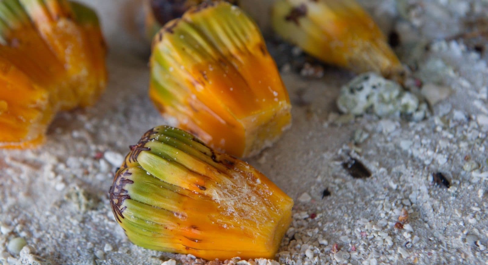 ripe pandanus drupes