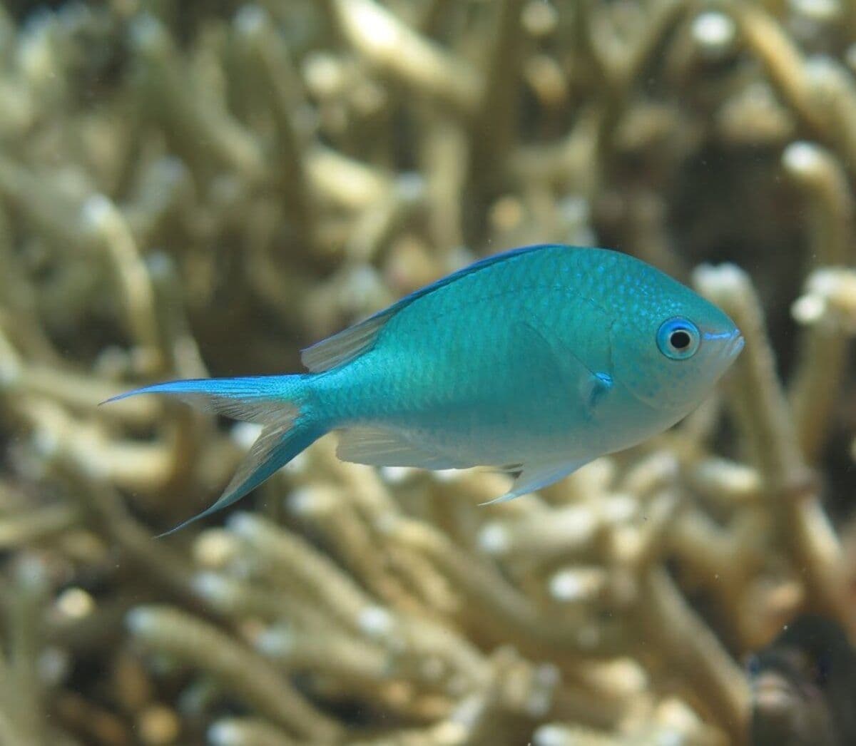 It is distinct with a almond shape, swallow like tail, and its turquoise blue to pale green color.