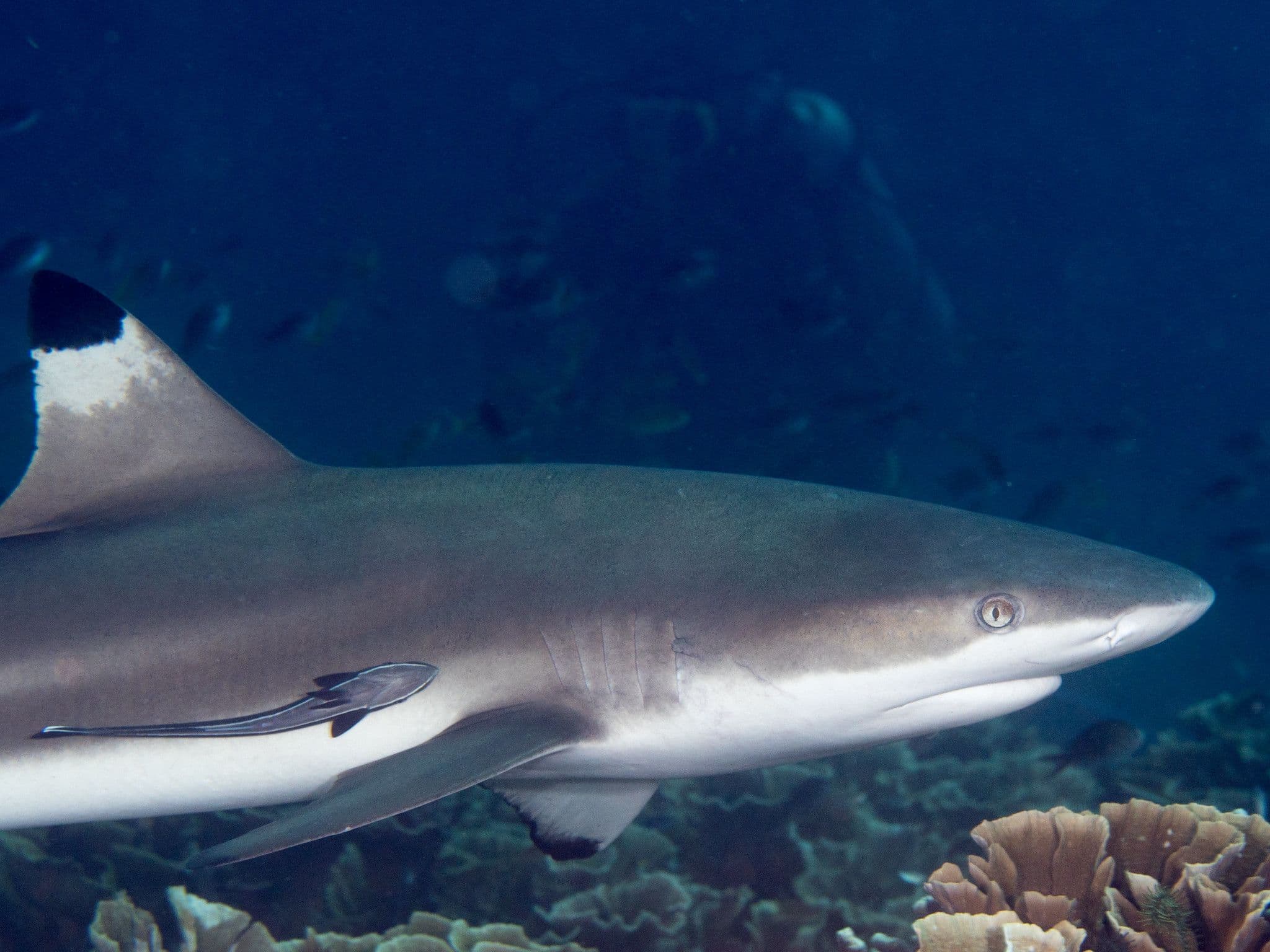 It is one of the most abundant sharks in the tropical coral reefs of the Indian Ocean and Pacific Ocean.