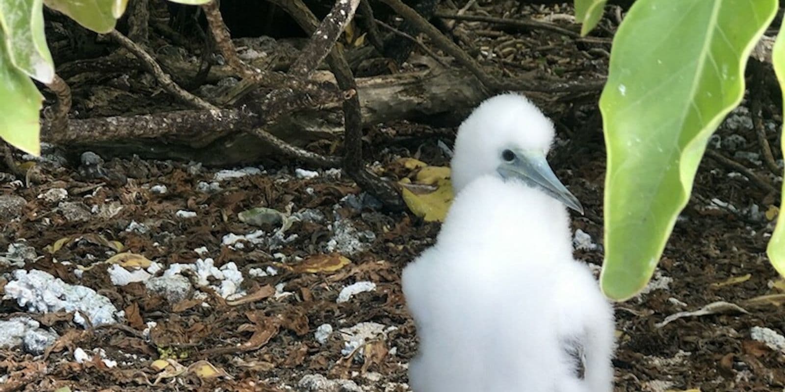 banded juvenile brown booby