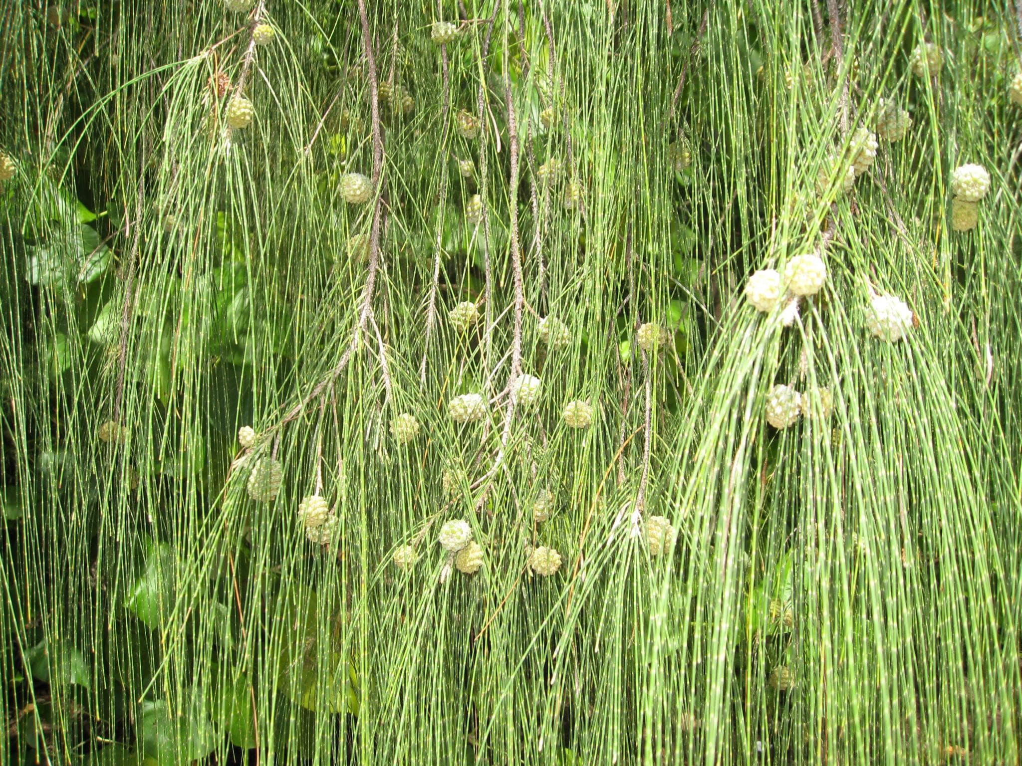 The leaves of the 'Aito are very fine and needle-like.